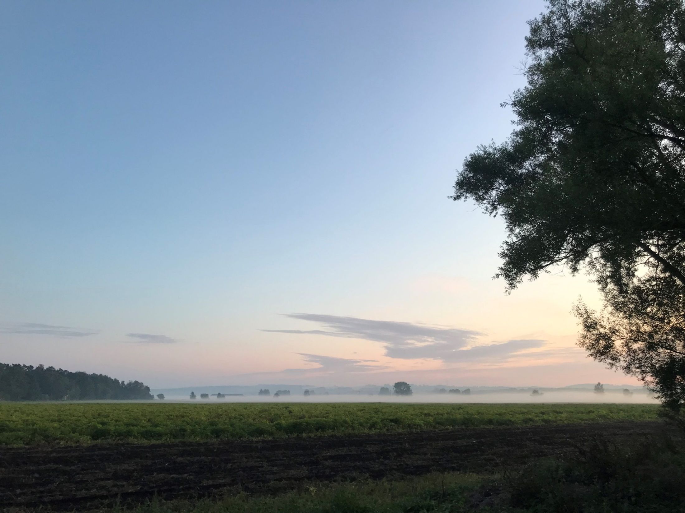 Dimma över fälten i gryningen, med ett stort träd i kanten och en ljus himmel
