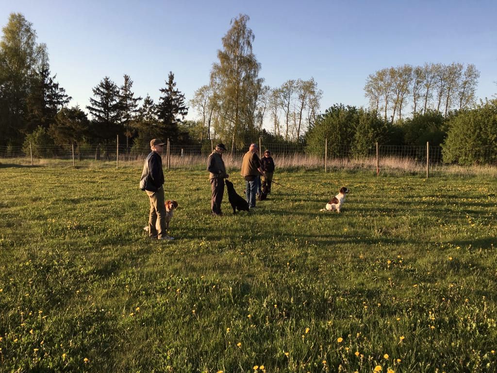 Förare och hundar på en grön äng en vårdag